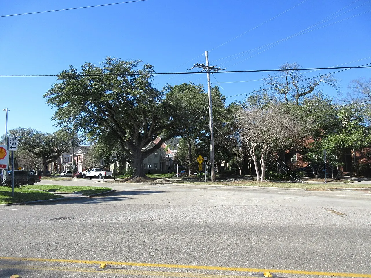 Oak trees and utility poles along a Metairie, Louisiana street